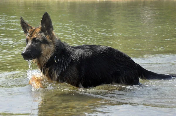 Cachorro Pastor Alemán Está Nadando Agua —  Fotos de Stock