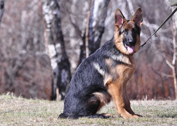 Portret Van Een Duitse Herder Pup Zittend Tegen Achtergrond Van — Stockfoto