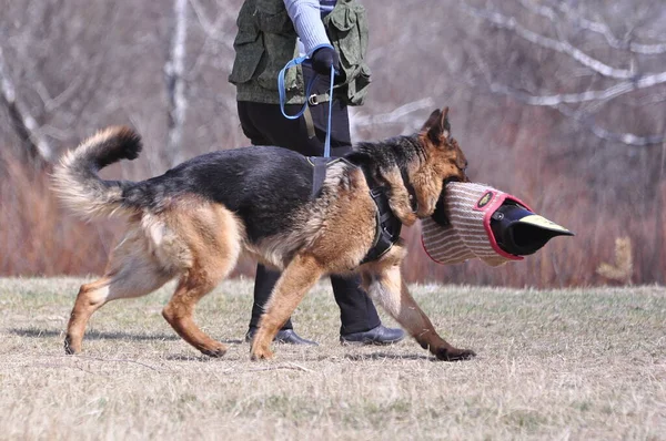 Berger Allemand Mâle Dans Salle Classe Pour Service Protection — Photo