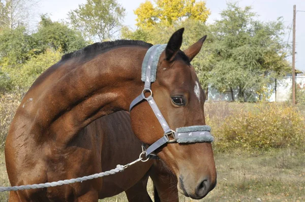 Retrato Caballo Bahía Junto Abedules Verano —  Fotos de Stock