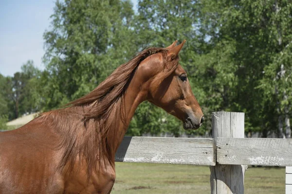 Ritratto Una Tuta Cavallo Rossa Primo Piano Una Giornata Sole — Foto Stock