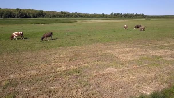 Sur Une Prairie Verte Entourée Vaches Forestières Mâchent Herbe Fraîche — Video