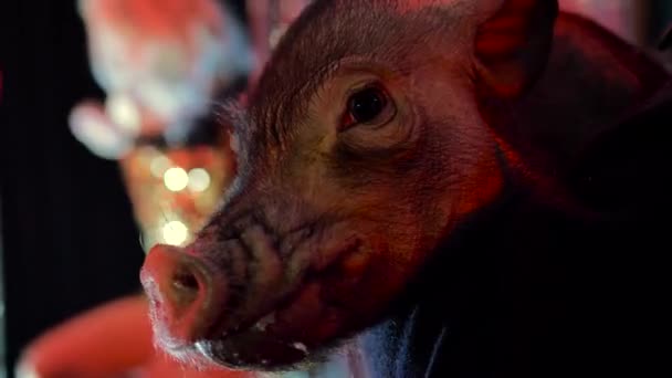 Nightclub Little Pig Held His Arms Which Grunts Chews — Stock Video