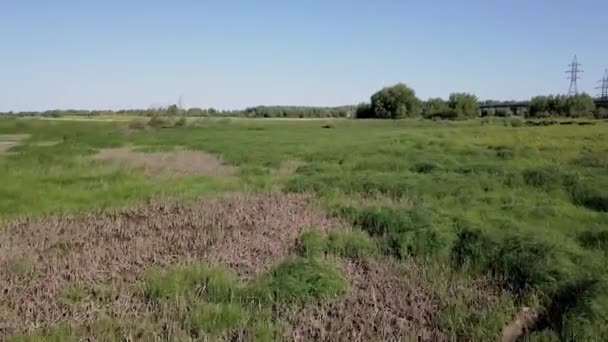 Drone Leci Trawę Turzyca Reeds Szybko Zyskuje Wysokości Widokiem Floodplain — Wideo stockowe