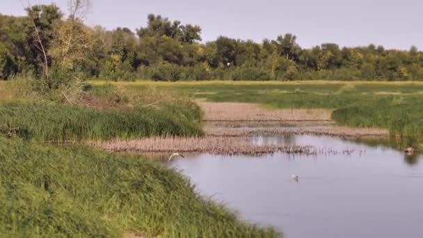 Racek Vody Mnohokrát Potopí Loví Ryby Reeda Ostřice Rostou Kolem — Stock video