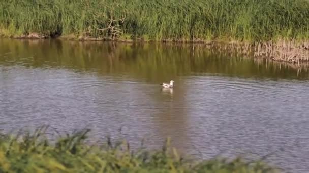 Martı Suya Daldı Sonra Sola Uçtu Reed Saz Nehrin Etrafında — Stok video