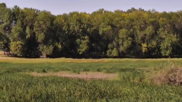 Widok Lasu Nieskoncentrowanej Odległej Przed Turzyca Reeds Aparat Porusza Się — Wideo stockowe