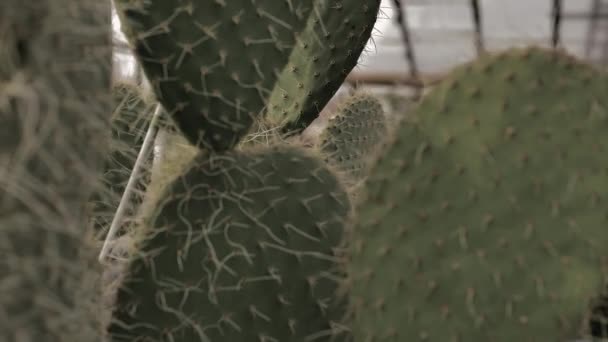 Cactus Background Goes Young Girl — Stock Video