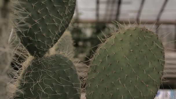 Cactus Fondo Una Chica Joven — Vídeos de Stock