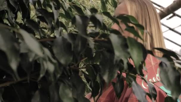 Young Beautiful Blonde Girl Slyly Looks Leaves Ficus Camera Turns — Stock Video