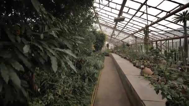 イチジク ヤシの木 サボテン シダの中の最初の人から植物園を歩く — ストック動画