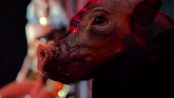 Masticar Bozal Cerdo Mirando Cámara Club Nocturno Iluminado Por Luz — Vídeo de stock