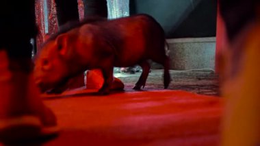 insanların bacakları arasında, kırmızı aydınlatma ile karanlık bir odada yerde yürüyen dekoratif domuz