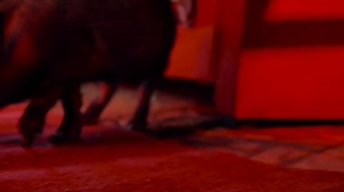 insanların bacakları arasında, kırmızı aydınlatma ile karanlık bir odada yerde yürüyen dekoratif domuz