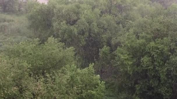 Sneeuwval Hevige Regen Zomer Achtergrond Zijn Groene Bomen Gras Pad — Stockvideo