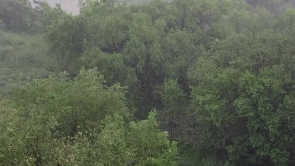 Sneeuwval Hevige Regen Zomer Achtergrond Zijn Groene Bomen Gras Pad — Stockvideo