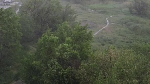 Queda Neve Chuva Pesada Verão Fundo São Árvores Verdes Grama — Vídeo de Stock