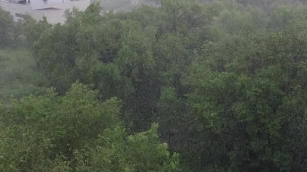 夏天有雪和大雨 背景是绿树 从上面查看 异常的自然现象 慢动作 — 图库视频影像