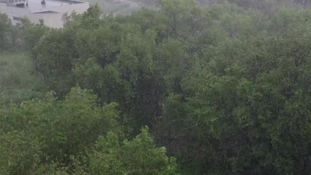 Χιονοπτώσεις Και Βαριά Βροχή Καλοκαίρι Στο Παρασκήνιο Είναι Πράσινα Δέντρα — Αρχείο Βίντεο
