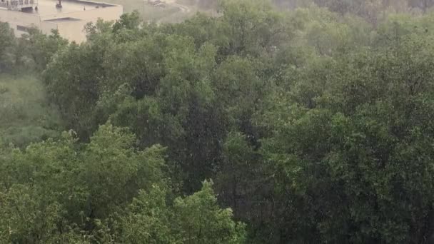 Queda Neve Chuva Pesada Verão Fundo São Árvores Verdes Grama — Vídeo de Stock