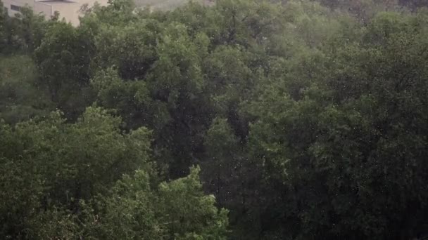 Queda Neve Chuva Pesada Verão Fundo São Árvores Verdes Grama — Vídeo de Stock