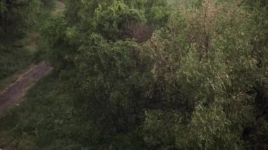 Kar yağışı ve yaz aylarında şiddetli yağmur. Arka planda yeşil ağaçlar, çimenler, patika lar var. Yukarıdan görüntüleyin. Anormal doğal fenomen. Yavaş çekim.