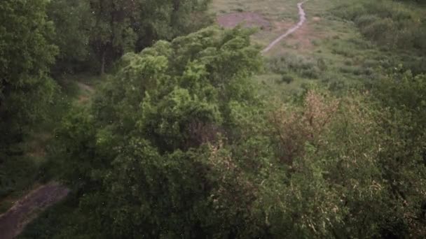 Nevicate Forti Piogge Estate Sullo Sfondo Alberi Verdi Erba Percorso — Video Stock