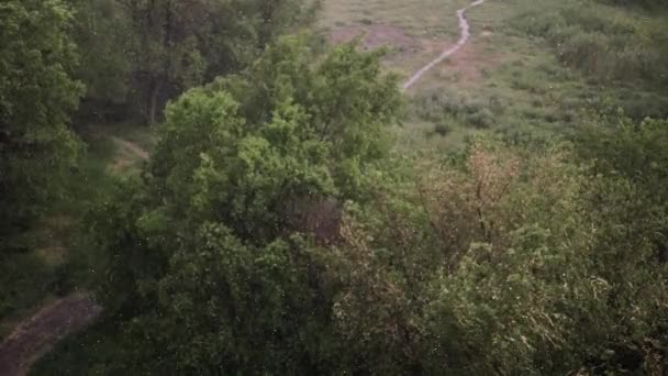 Queda Neve Chuva Pesada Verão Fundo São Árvores Verdes Grama — Vídeo de Stock