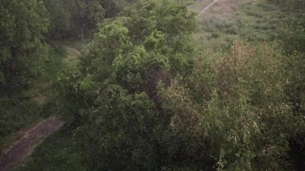 Queda Neve Chuva Pesada Verão Fundo São Árvores Verdes Grama — Vídeo de Stock