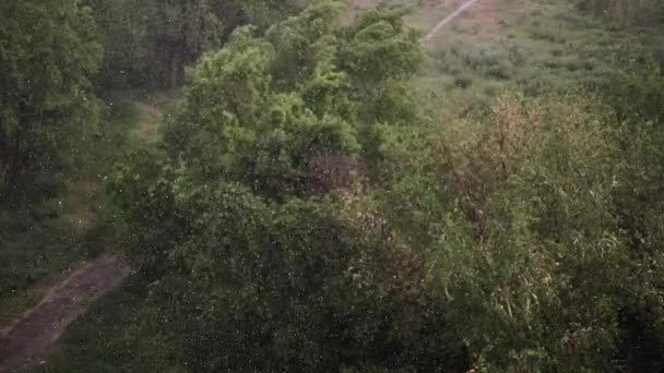 Queda Neve Chuva Pesada Verão Fundo São Árvores Verdes Grama — Vídeo de Stock