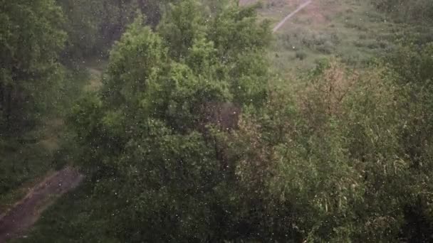 Χιονοπτώσεις Και Βαριά Βροχή Καλοκαίρι Στο Παρασκήνιο Είναι Πράσινα Δέντρα — Αρχείο Βίντεο