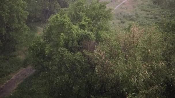 Sneeuwval Hevige Regen Zomer Achtergrond Zijn Groene Bomen Gras Pad — Stockvideo