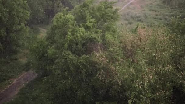 Queda Neve Chuva Pesada Verão Fundo São Árvores Verdes Grama — Vídeo de Stock