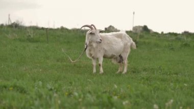 Bir halata bağlı beyaz bir keçi yeşil bir çim üzerinde otlatıyor ve etrafında ve kamera içine bakar, o çim çiğner, arka bokeh bulanık, yaz günü.