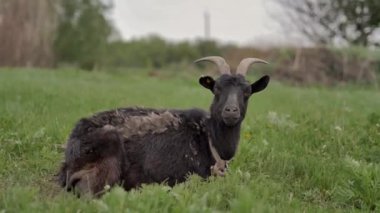 Bir zincirbağlı siyah bir keçi yeşil bir çim üzerinde yatıyor ve etrafında ve kamera içine bakar, o çim çiğner, arka bokeh bulanık, yaz günü.