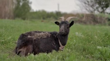 Bir zincirbağlı siyah bir keçi yeşil bir çim üzerinde yatıyor ve etrafında ve kamera içine bakar, o çim çiğner, arka bokeh bulanık, yaz günü.