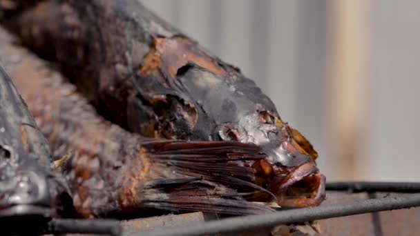 Räucherfisch Nahaufnahme Der Auf Einem Verkohlten Metallgrill Freien Liegt Makro — Stockvideo