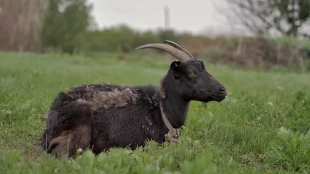 一只被绑在铁链上的黑山羊躺在绿色的草坪上 环顾四周 走进相机 它咀嚼着草 背景在散景处模糊不清 夏天的一天 — 图库视频影像