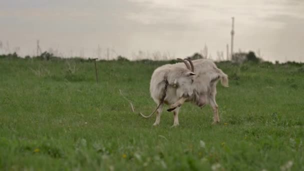 Una Cabra Blanca Atada Una Cuerda Roza Césped Verde Mira — Vídeos de Stock