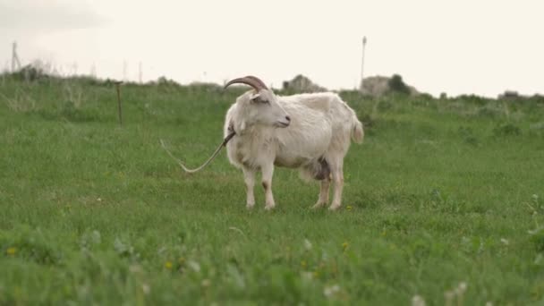 Uma Cabra Branca Amarrada Uma Corda Pastora Gramado Verde Olha — Vídeo de Stock