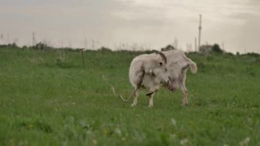 Bir halata bağlı beyaz bir keçi yeşil bir çim üzerinde otlatıyor ve etrafında ve kamera içine bakar, o çim çiğner, arka bokeh bulanık, yaz günü.