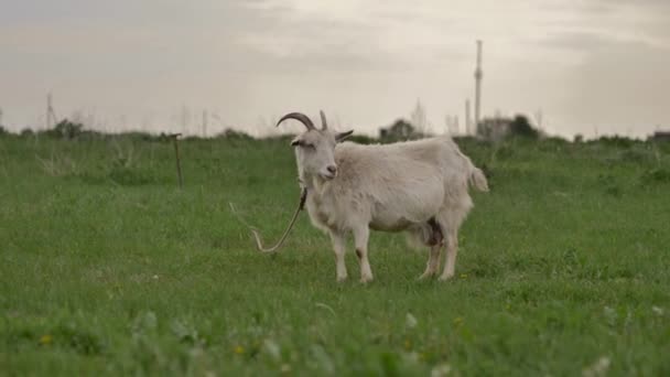 一只白山羊被绑在一根绳子上 在绿色的草坪上擦伤 环顾四周 走进相机 它咀嚼着草 背景在散景处模糊不清 夏天的一天 — 图库视频影像