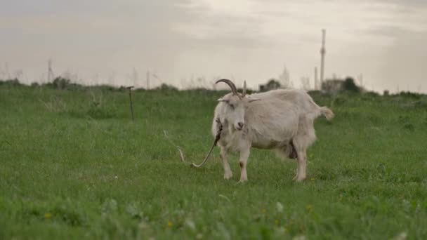 White Goat Tied Rope Grazes Green Lawn Looks Camera Chews — Stock Video