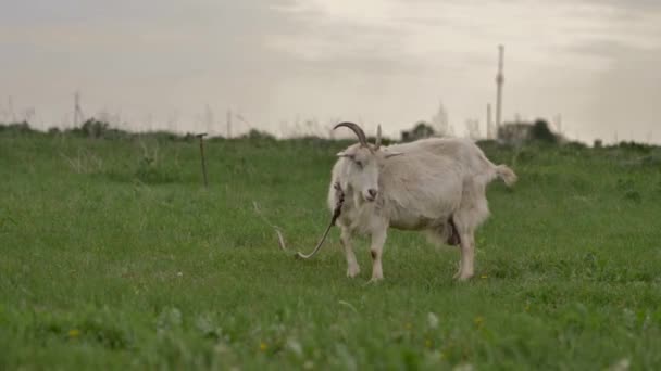 Bir Halata Bağlı Beyaz Bir Keçi Yeşil Bir Çim Üzerinde — Stok video