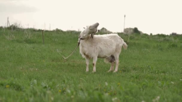 밧줄에 염소가 잔디밭에서 카메라를 들여다보며 잔디를 먹으며 배경이 여름날에 흐려집니다 — 비디오