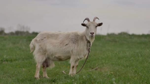 Bílá Koza Přivázaná Provazu Pase Zeleném Trávníku Dívá Kolem Kamery — Stock video