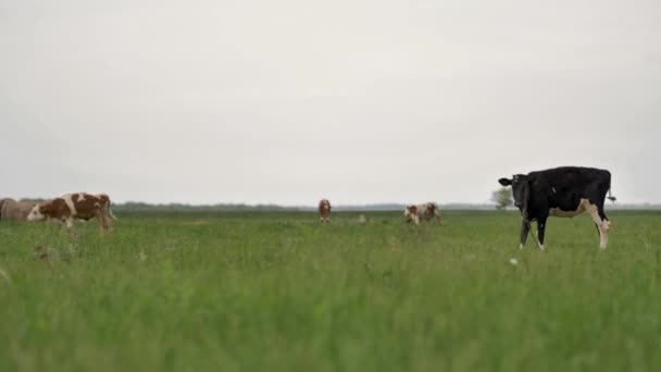 緑の芝生の上にチェーン放牧に結ばれた黒い若い子牛は 周りを見回し カメラに 彼の周りにハエがたくさんあり 彼は草を噛んでいる 背景はボケでぼやけている 夏の日 — ストック動画