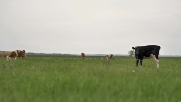 Schwarzes Junges Kalb Ketten Gebunden Weidet Auf Grünem Rasen Und — Stockvideo