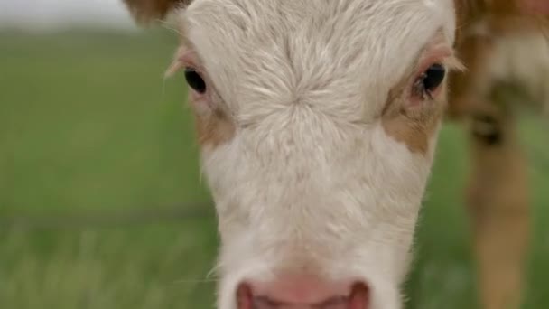 Oranje Kalf Vastgebonden Aan Chain Schaafwonden Groen Gazon Kijkt Rond — Stockvideo