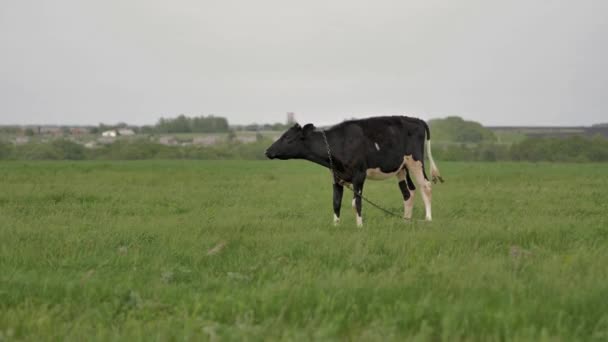 Jeune veau noir attaché à la chaîne paît sur la pelouse verte et regarde autour et dans la caméra, il y a beaucoup de mouches autour de lui, il mâche de l'herbe, le fond est flou dans bokeh, jour d'été 